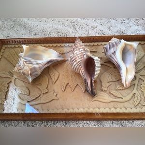 Seashells Set of 3